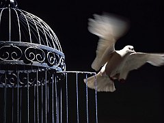 To Be Free